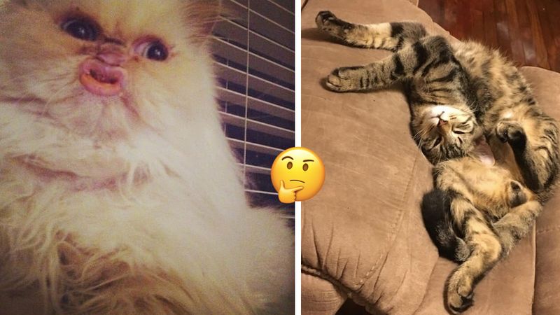 26 dziwnych zdjęć kotów, które sprawią, że krzykniesz: „CO JEST?!”