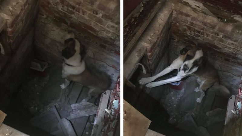 Pies zamknięty w ciasnej piwnicy dosłownie wył z rozpaczy. Scena rodem z horroru