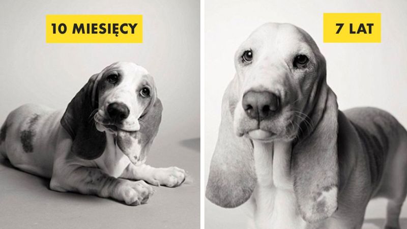 13 zdjęć psów kiedy były szczeniakami i kiedy się zestarzały. Czas płynie nieubłaganie