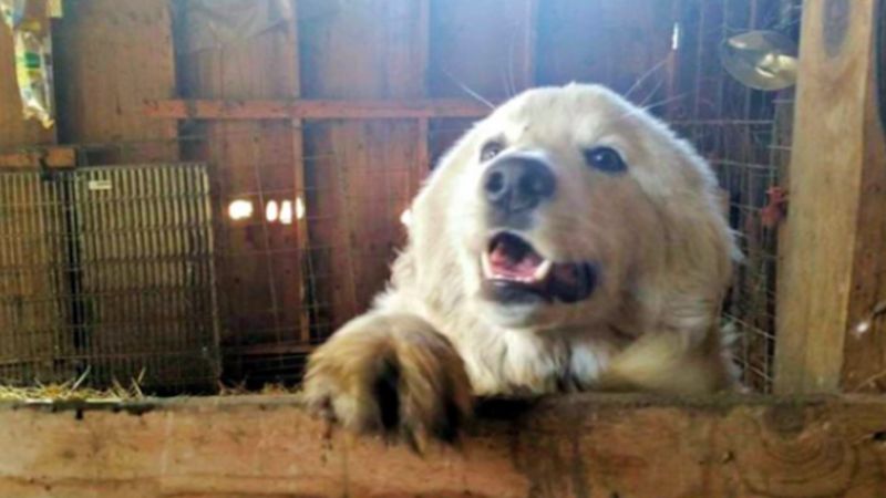 Absurdalna decyzja sądu: Rodzina zmuszona do usunięcia psu strun głosowych