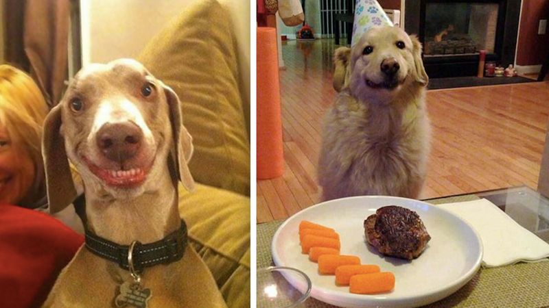 20 zdjęć najszczęśliwszych psiaków wszech czasów. Kochają swoje życie!