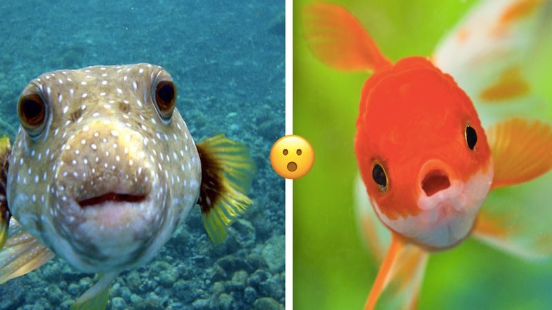 5 niesamowitych faktów o rybach, które zmienią twój sposób patrzenia na te zwierzaki