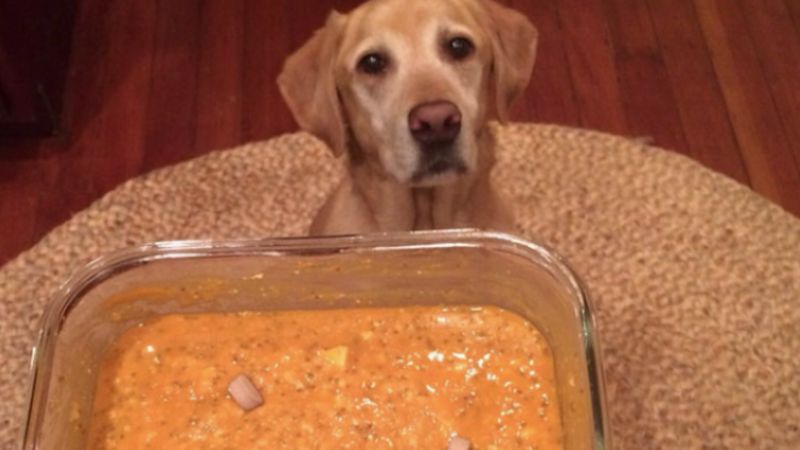 Weganka pochwaliła się, jak karmi swojego psa. Odpowiedział jej weterynarz