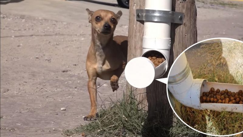 To miasto postanowiło ułatwić życie bezdomnym psom. Duży ukłon w stronę czworonogów