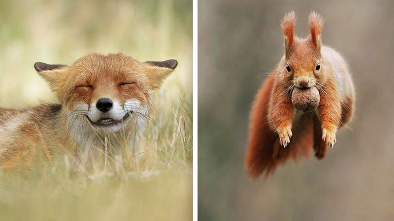30 niezwykłych zdjęć dzikich zwierząt, w których się zakochaliśmy