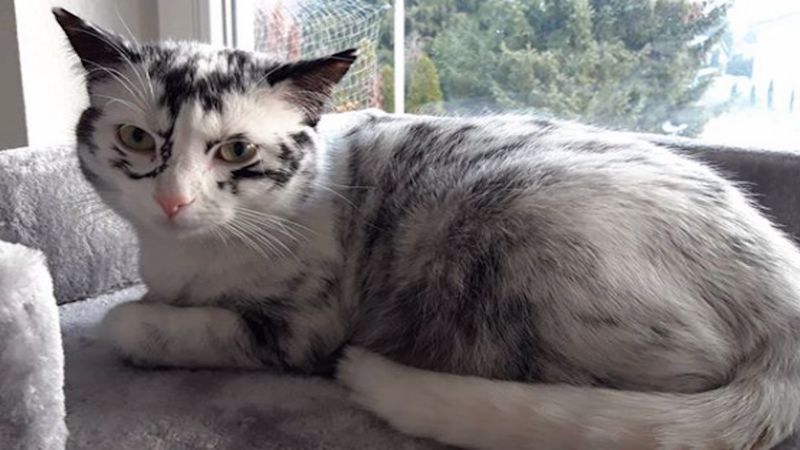Uratowana kotka zmienia kolor na oczach swojej nowe opiekunki. Nigdy wcześniej się z tym nie spotkałam