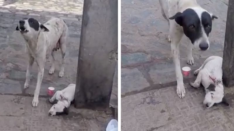 Psia mama wyje z rozpaczy i błaga, aby ktoś uratował jej ranne dziecko