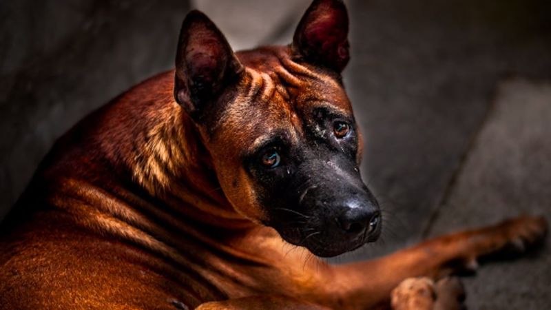 10 psich przykazań, które powinien znać każdy miłośnik zwierząt