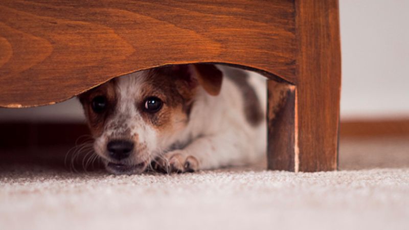10 najpopularniejszych psich fobii. Tego boją się nasze pupile