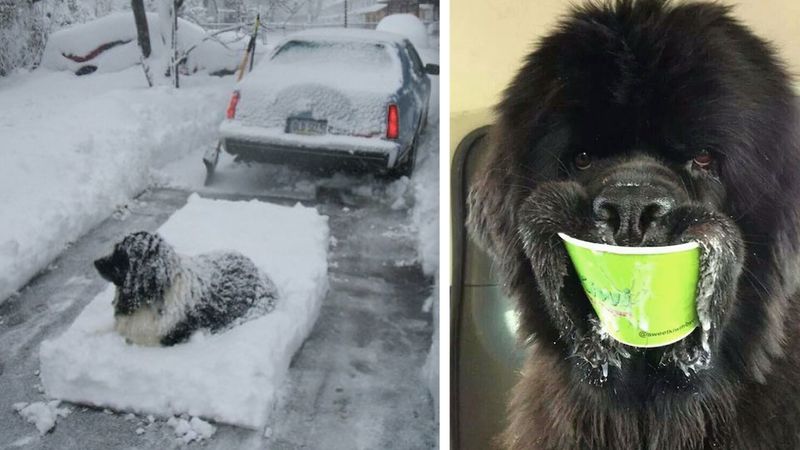 16 zdjęć, które udowadniają, że nowofundlandy nieco różnią się od innych psów