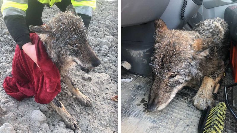 Uratowali zwierzaka z zamarzniętego jeziora. Byli przekonani, że to pies