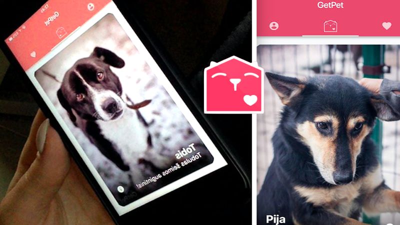 Powstała specjalna aplikacja inspirowana popularnym Tinderem. Jest przeznaczona dla psów