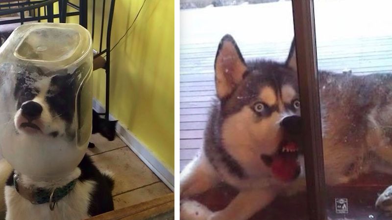 24 zdjęcia, które udowadniają, że husky nieco różnią się od innych psów
