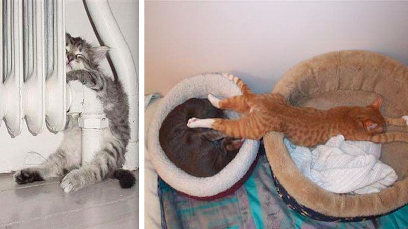 25 zdjęć, które są dowodem, że koty potrafią spać dosłownie wszędzie i w każdej pozycji