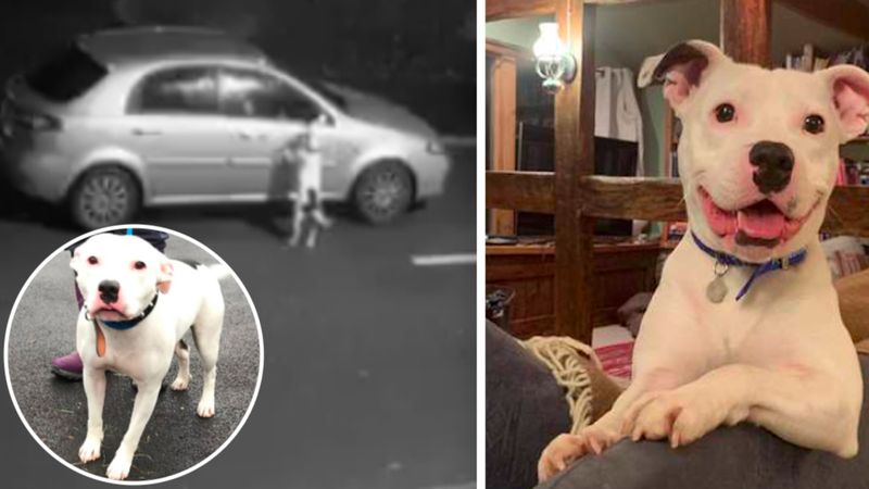 Pamiętacie psa, który gonił za samochodem swojej rodziny? Teraz nie może przestać się uśmiechać