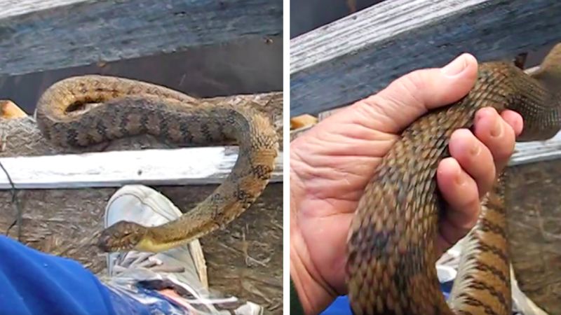 Duży wąż wyłania się z jeziora i wpełza na jego nogę. Niezwykłą interakcję uwieczniono na wideo