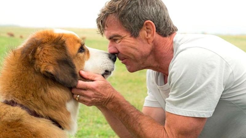 „Był sobie pies” – wyciskający łzy film dla każdego miłośnika psów