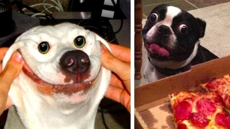 32 mega dziwnych psów, które sprawią, że krzykniesz: „CO JEST?!”