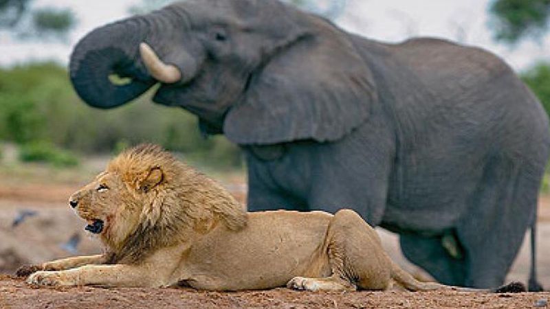 Kłusownik włamał się do parku narodowego. Został zdeptany przez słonie i zjedzony przez lwy