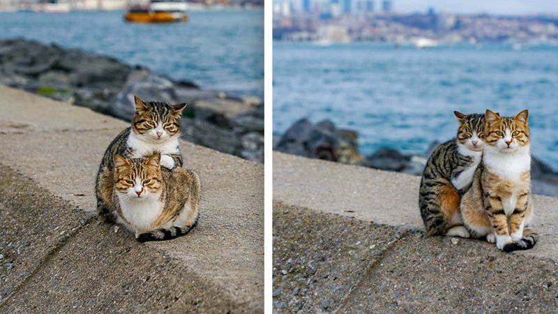 Wyciągnął aparat, gdy zauważył, że dwa bezdomne koty się przytulają. To nie jest Photoshop!
