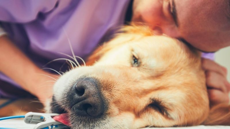 Kiedy twój zwierzak umiera, chciałby żebyś zawsze pamiętał o 6 ważnych rzeczach