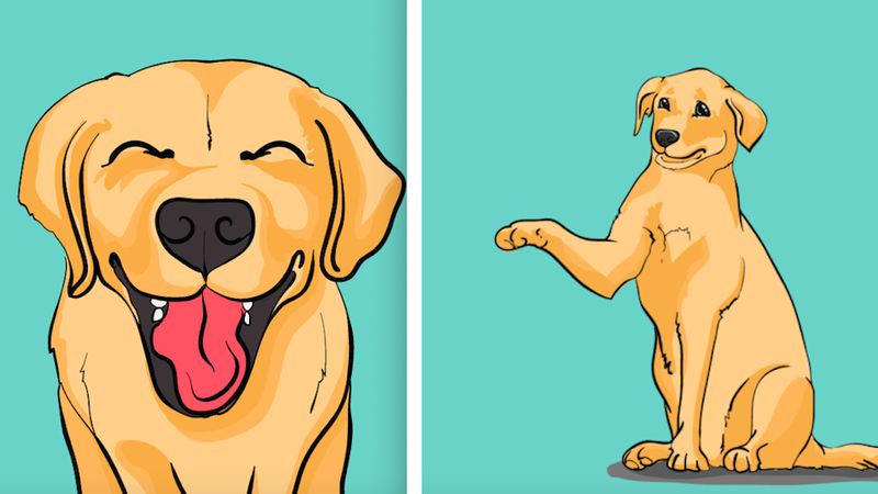 Mowa ciała psa – jak ją odczytywać? Naucz się rozumieć swojego pupila