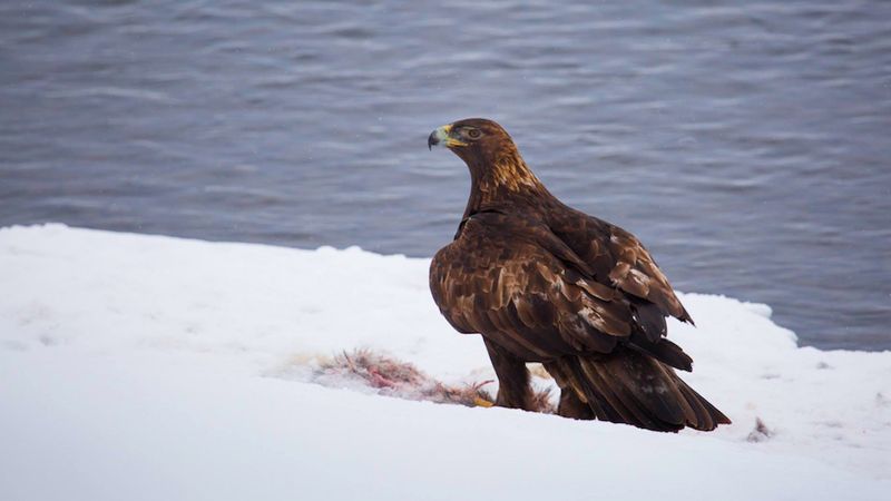 Na jaw wyszła przyczyna nagłej śmierci orła z Parku Yellowstone. Można było tego uniknąć…