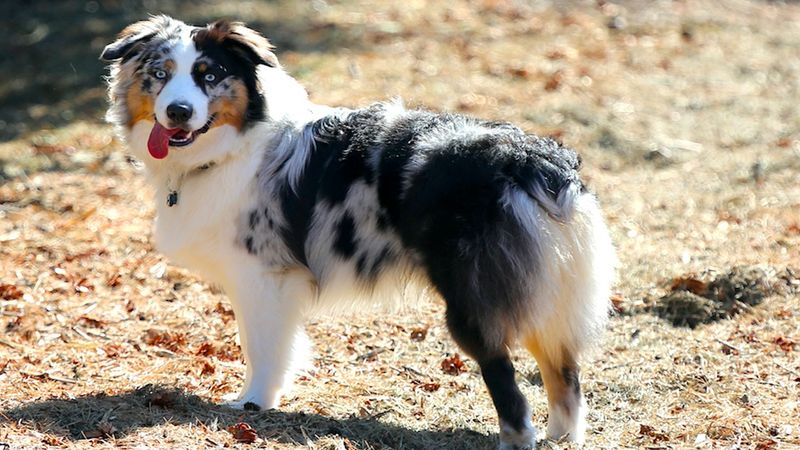 Owczarek australijski od A do Z, czyli wszystko co warto wiedzieć o rasie