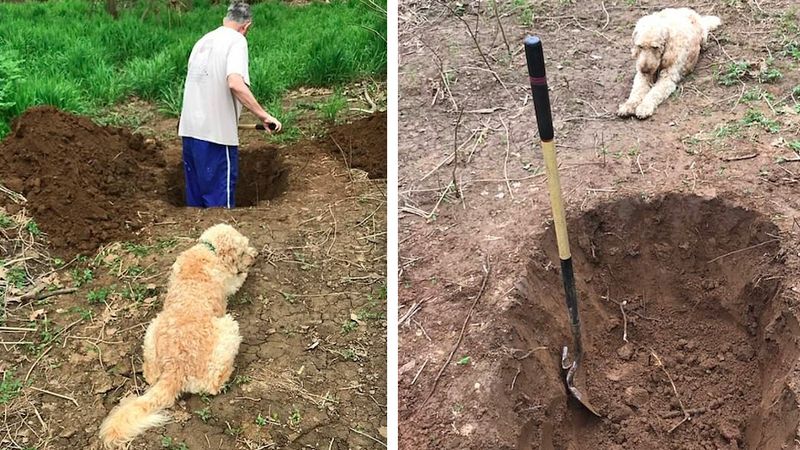 Kopał grób dla swojego psa. Czworonóg siedział tuż przy nim i wszystko obserwował