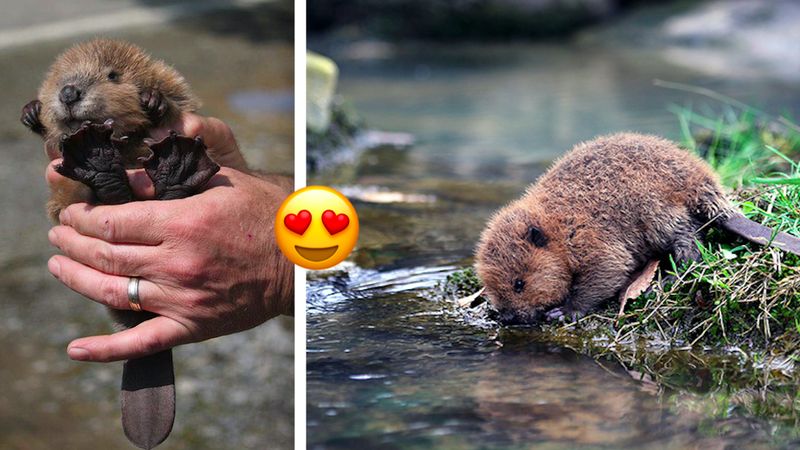 Słodkie zdjęcia bobrów – oto 30 uroczych fotografii