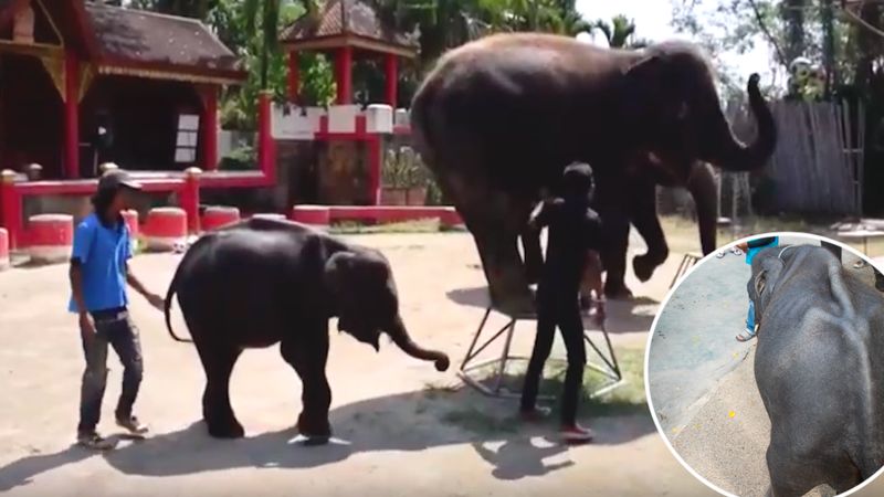 Słoń z ZOO zmuszany do tańczenia przed turystami. Zwierzak jest przeraźliwie wychudzony