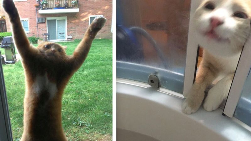 22 śmieszne koty, które dokonały bardzo złych wyborów życiowych