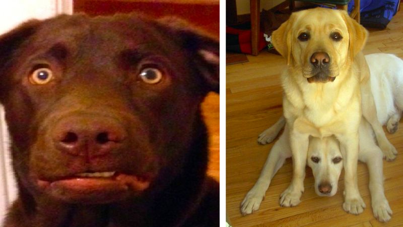 17 śmiesznych zdjęć labradorów, które udowadniają, że ta rasa nieco różni się od innych