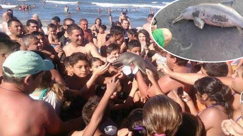 Turyści wyciągnęli małego delfina z wody