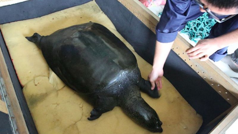 Ostatnia żeńska przedstawicielka rzadkiego gatunku żółwia zmarła w chińskim zoo