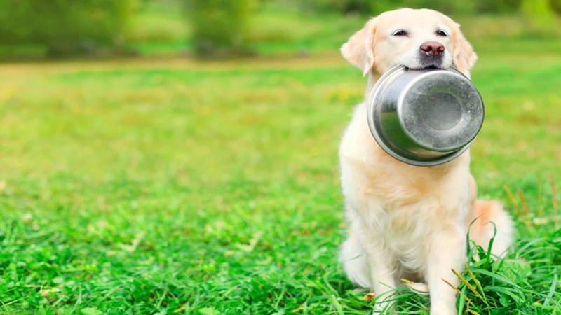 13 popularnych produktów, które są całkowicie zakazane dla psów