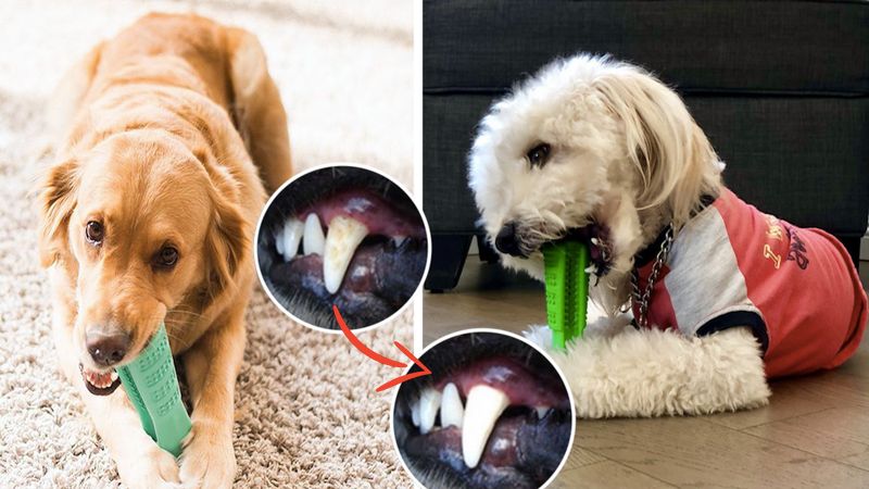 Dzięki tej zabawce pies samodzielnie wyczyści swoje zęby. Efekty widoczne już po 7 dniach!