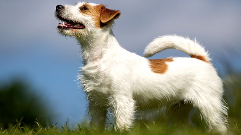 Jack Russell Terrier od A do Z, czyli wszystko co warto wiedzieć o rasie
