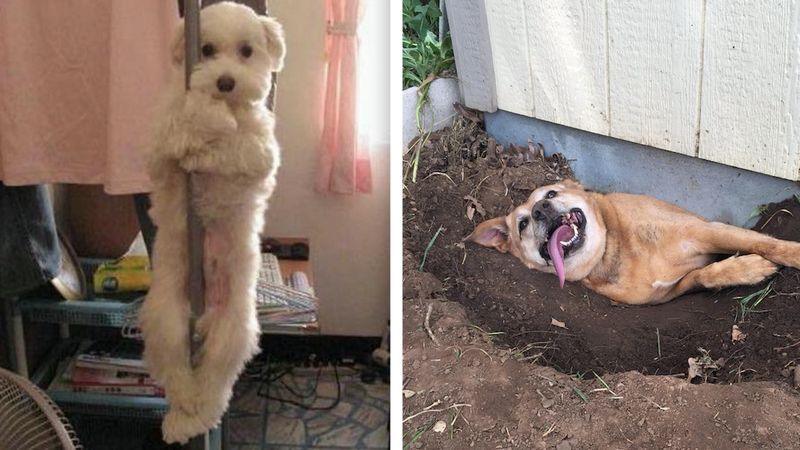 20+ zdjęć udowadniających, że psy posiadają swoją własną logikę