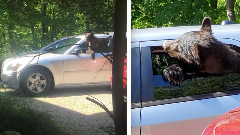 Zapomniał zasunąć szyb w samochodzie. Po powrocie znalazł w nim rodzinę niedźwiedzi