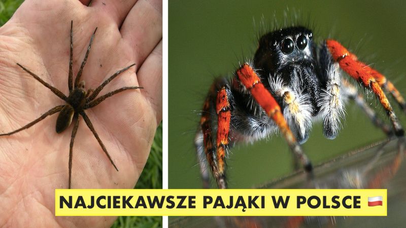 10 najciekawszych pająków, jakie można spotkać w Polsce. Jeden z nich kąsa wyjątkowo boleśnie