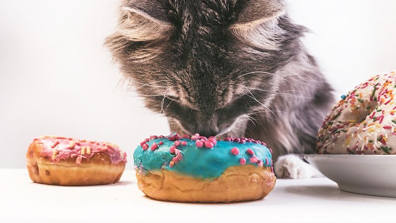 Czego nie może jeść mój kot? 12 zakazanych produktów
