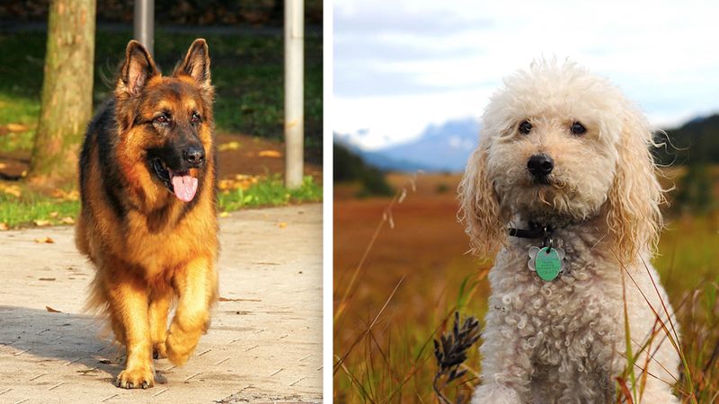 10 ras psów, które uwielbiają zadowalać swoich opiekunów