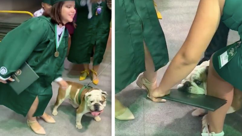 Bezwzględnie ambitny pies stwierdził, że dyplom absolwenta jest jego własnością