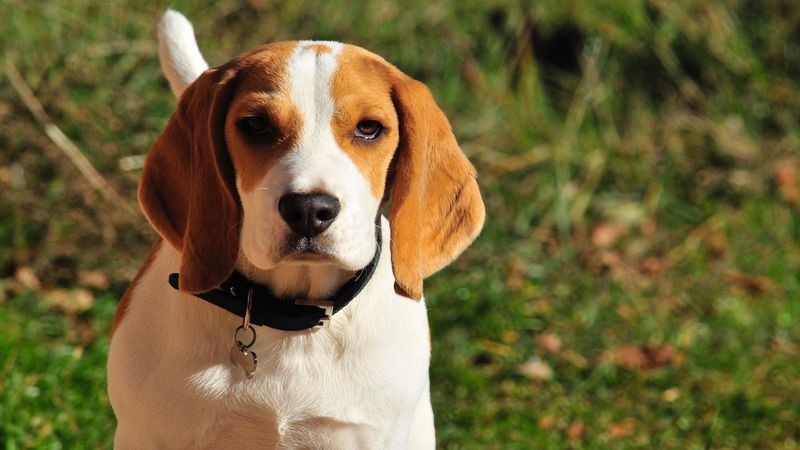 Beagle od A do Z, czyli wszystko co warto wiedzieć o rasie
