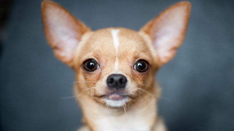 Chihuahua od A do Z, czyli wszystko co warto wiedzieć o rasie