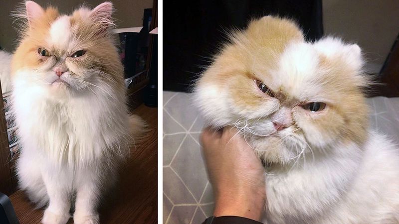 Internauci znaleźli godnego zastępcę nieżyjącego Grumpy Cat. Poznajcie Louisa: