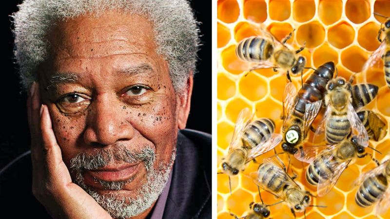 Morgan Freeman zamienia własne ranczo w ogromne sanktuarium dla pszczół. Chce uratować planetę