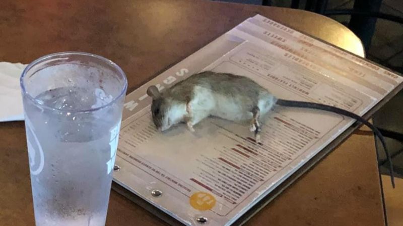 Siedziała w restauracji, kiedy nagle z sufitu prosto na jej stolik spadł żywy szczur