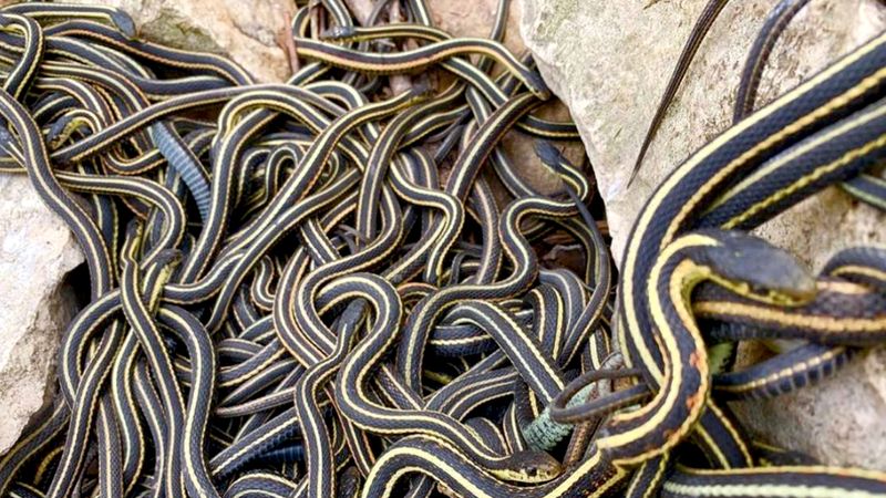 Od teraz możesz obejrzeć tysiące węży spędzających razem czas